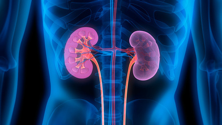 kidneys.jpg