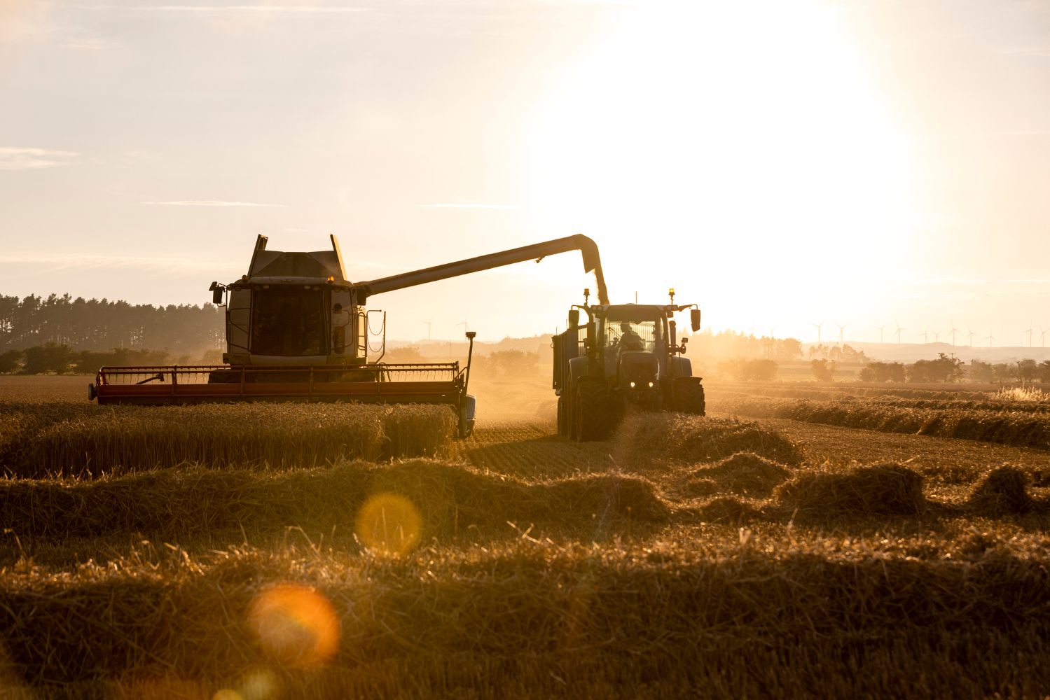 Combine harvester harvesting in summer resized.jpg