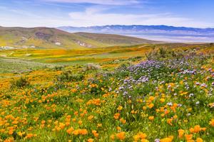 field of flowers - pollen food syndrome pfs food fact sheet