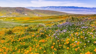 field_of_flowers.jpg